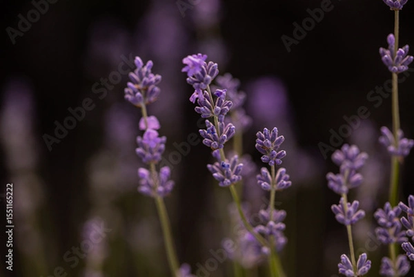Fototapeta Lavender flowers in Provence, France. Macro purple background with blooming lavender field.