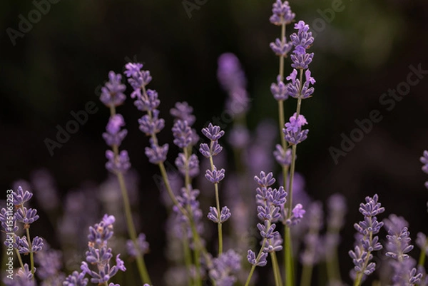 Fototapeta Lavender flowers in Provence, France. Macro purple background with blooming lavender field.