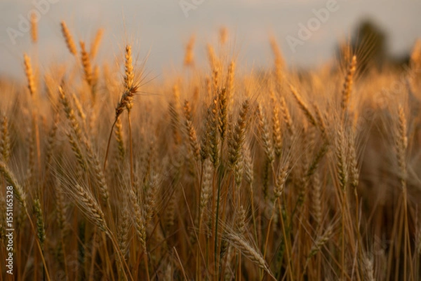 Fototapeta wheat ear, macro photo in the wheat field ready for harvest. Bread is made from wheat grains