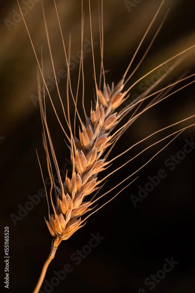 Fototapeta wheat ear, macro photo in the wheat field ready for harvest. Bread is made from wheat grains