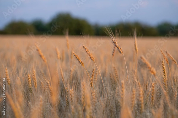 Fototapeta wheat ear, macro photo in the wheat field ready for harvest. Bread is made from wheat grains
