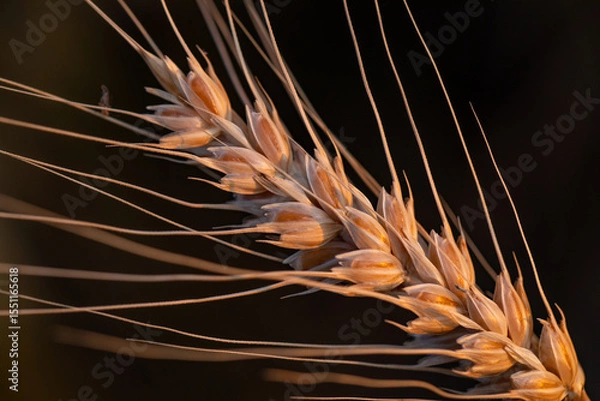 Fototapeta wheat ear, macro photo in the wheat field ready for harvest. Bread is made from wheat grains