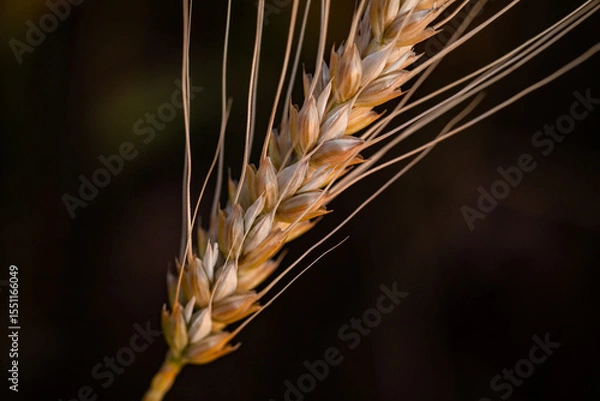 Fototapeta wheat ear, macro photo in the wheat field ready for harvest. Bread is made from wheat grains