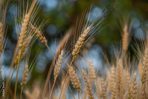 Fototapeta wheat ear, macro photo in the wheat field ready for harvest. Bread is made from wheat grains