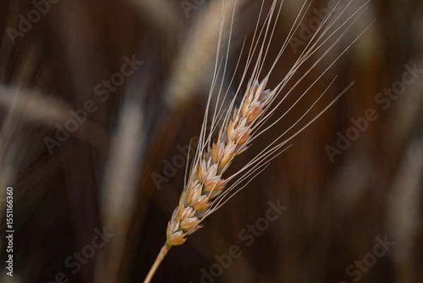 Fototapeta wheat ear, macro photo in the wheat field ready for harvest. Bread is made from wheat grains
