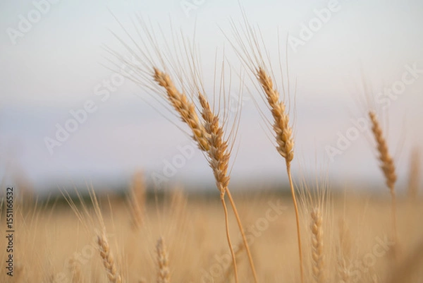 Fototapeta wheat ear, macro photo in the wheat field ready for harvest. Bread is made from wheat grains