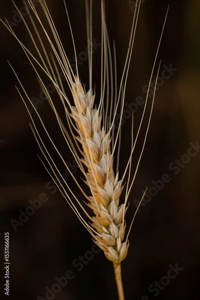 Fototapeta wheat ear, macro photo in the wheat field ready for harvest. Bread is made from wheat grains