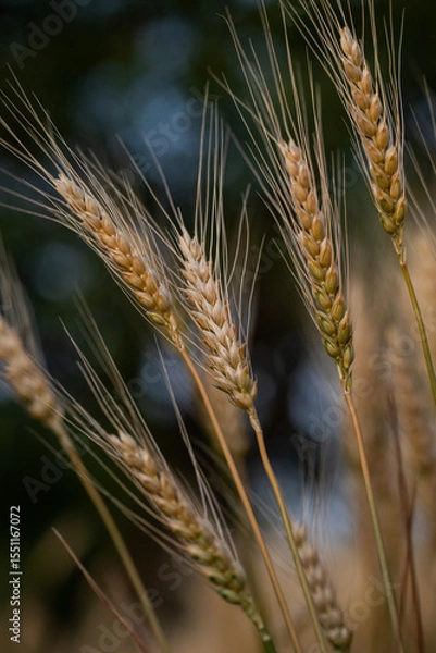 Fototapeta wheat ear, macro photo in the wheat field ready for harvest. Bread is made from wheat grains