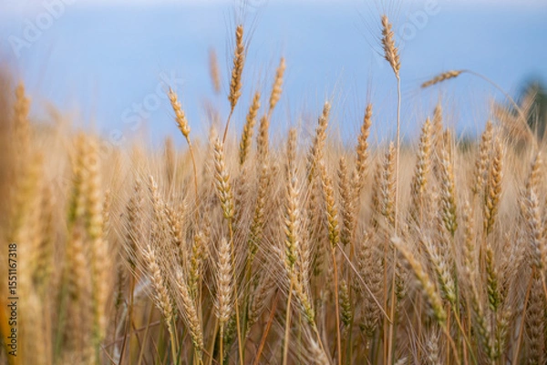 Fototapeta wheat ear, macro photo in the wheat field ready for harvest. Bread is made from wheat grains