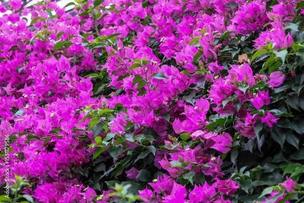 Fototapeta 日本周遊　百花繚乱の箱根強羅公園
