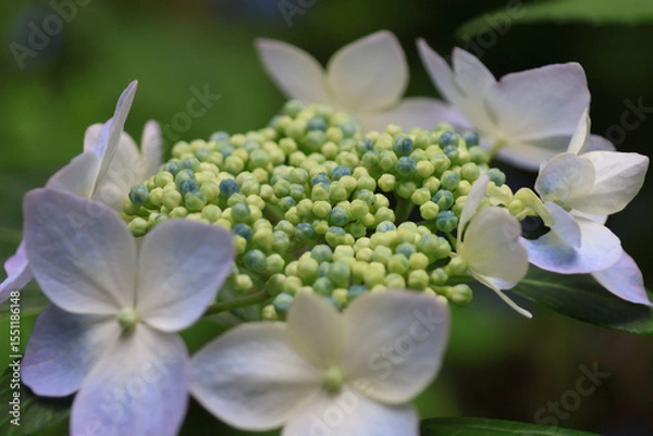 Obraz 日本周遊　箱根山のホテルあたり