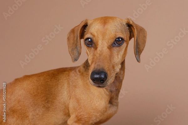 Obraz Closeup portrait of brown dachshund with intense eyes over neutral background useful for pet identity, loyalty or veterinary advertising concepts