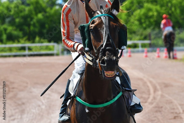 Fototapeta course hppique en trot monté