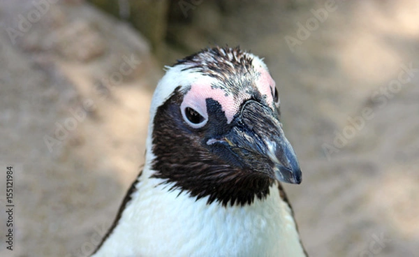 Obraz jackass penguin looking curious, close-up