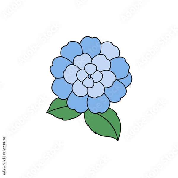 Obraz hydrangea flower  full concept on white background.svg