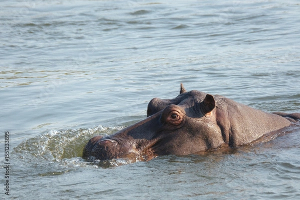 Fototapeta Close-up of a hippo swimming in the Okavango River on the Namibia-Angola border, catching the sunlight on its wet skin.