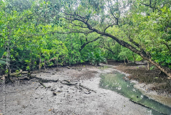 Fototapeta Lush Mangrove Forest with Tidal Creek
