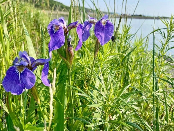 Fototapeta Wild lilac irises bloom in Akhlestyshev Bay on Russian Island in Vladivostok in summer