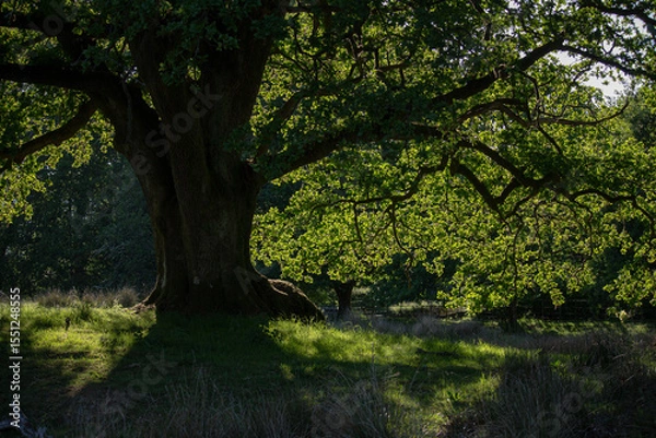 Obraz tree in the forest in UK