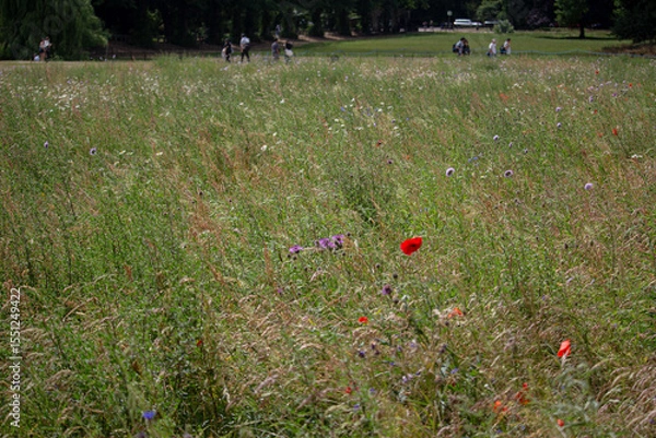 Obraz field of poppies Cambridge in UK