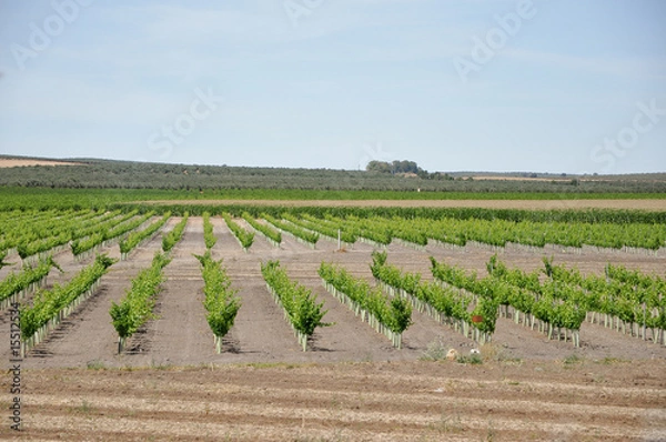Obraz viñedos para vino