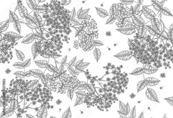 Obraz Elderflower seamless pattern. Elder flowers and berries on white background. Vector illustration vintage.