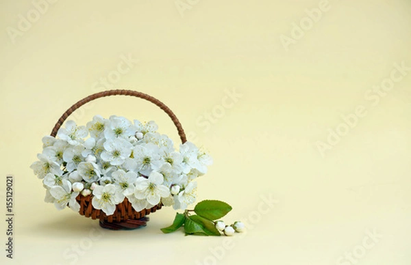 Fototapeta Cherry flowers in a decorative small basket. Spring background.