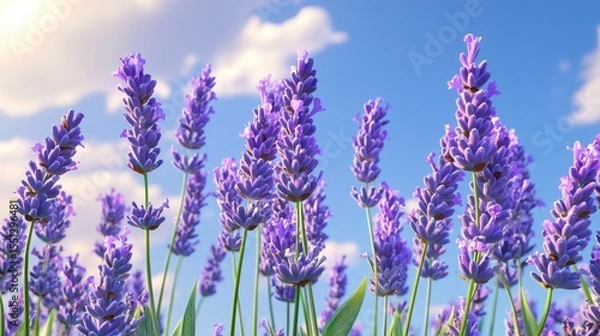 Fototapeta Vibrant lavender fields bloom under a sunny sky with fluffy clouds in a picturesque setting