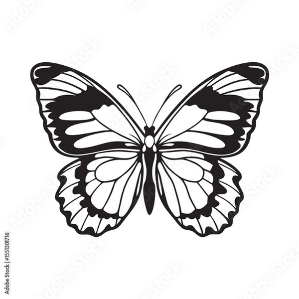Fototapeta line art of a butterfly insect