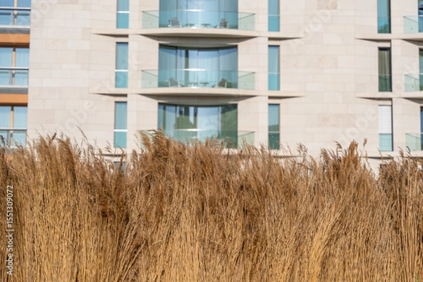 Fototapeta Bundled reeds in the foreground, modern facade with balconies and glass in the background. Contrast between natural material and urban residential building.