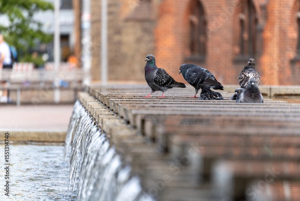 Fototapeta Several pigeons perch on the edge of a cascading stone fountain. The birds rest and drink in an urban square with blurred city background.