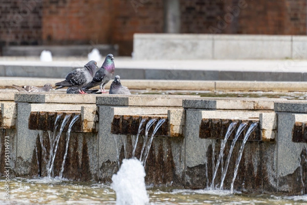Fototapeta A group of pigeons gathers at the edge of a granite fountain with cascading water. The birds drink and rest on a sunny day in the city.