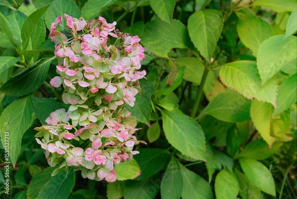 Fototapeta Hydrangea is growing in cottage garden. Dry Hydrangea grows in park in autumn. Sunny day.