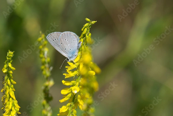 Obraz Lycaenidae / Minik Kupid / Small Blue / Cupido minimus