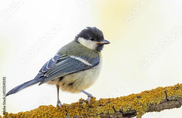 Obraz Great tit, Parus major. A bird sitting on a beautiful branch, close-up, light background
