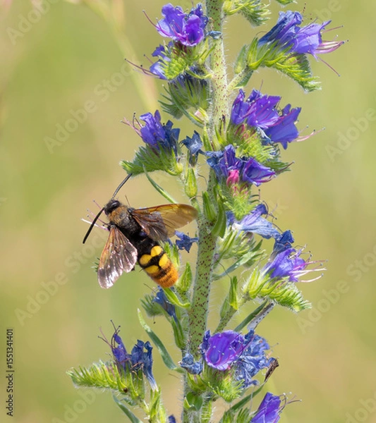 Obraz Megascolia maculata. An insect drinks nectar from the flowers of Viper's-bugloss (Echium vulgare)