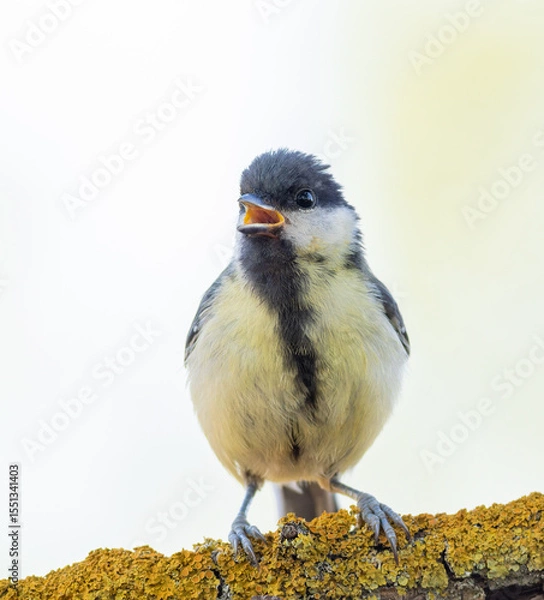 Obraz Great tit, Parus major. A bird sings sitting on a branch