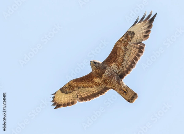 Obraz Common buzzard, Buteo buteo. A bird flies against a cloudy sky
