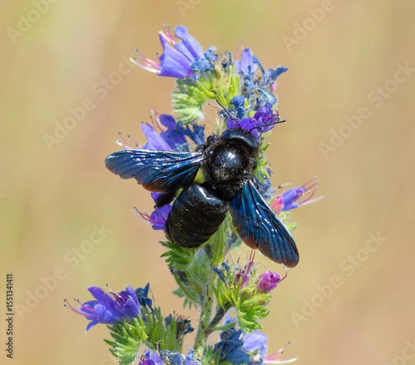 Obraz Carpenter bee, Xylocopa valga. The insect feeds on nectar from wildflowers
