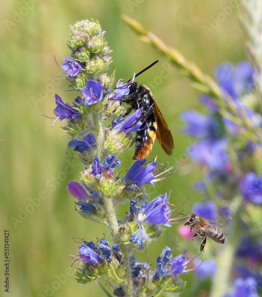 Obraz Megascolia maculata. An insect drinks nectar from the flowers of Viper's-bugloss (Echium vulgare)