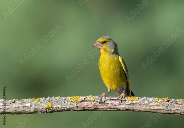 Obraz European greenfinch, Chloris chloris. A bird sitting on a beautiful branch, blurred background