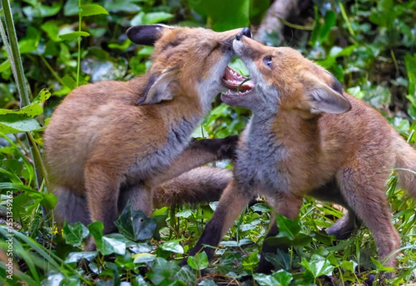 Fototapeta Two red fox cub siblings "Vulpes vulpes" playing together and fighting with affection. Cute adorable wild animals with colorful orange fur in green forest. Series one of two. Dublin, Ireland