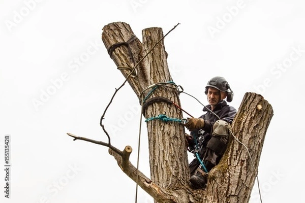 Fototapeta Lumberjack with saw and harness pruning a tree. Arborist work on old walnut tree.