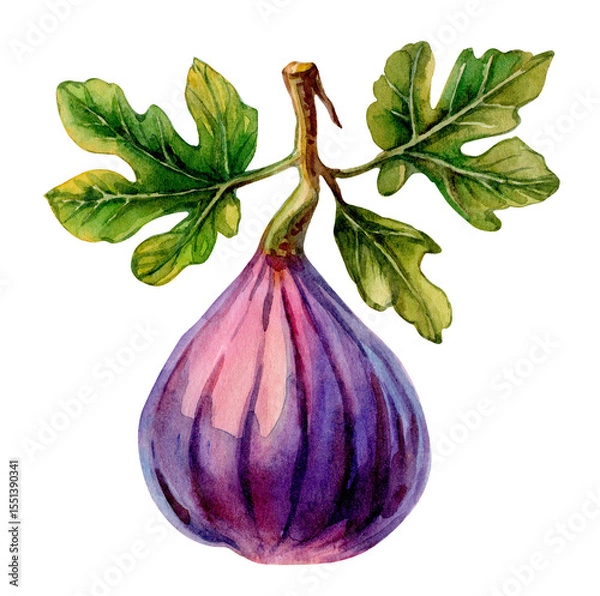 Fototapeta Fresh fig with green leaves showcased against a clean white background highlighting its texture and color
