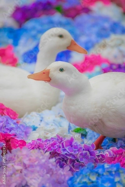 Obraz あひると紫陽花