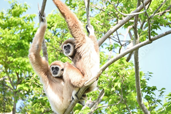 Obraz 木の上にいる２匹のシロテテナガザル