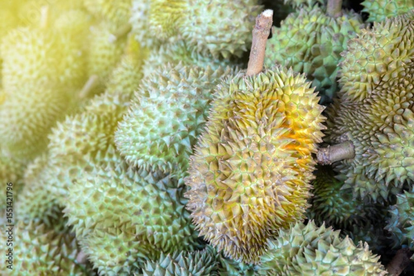 Fototapeta durian, a large pile of durian, fresh durians stacked together, durian tropical fruit market concept, seasonal produce, agriculture, and export product of asia