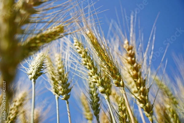 Fototapeta Stems with grains. A huge field of ripening wheat under the bright sun.