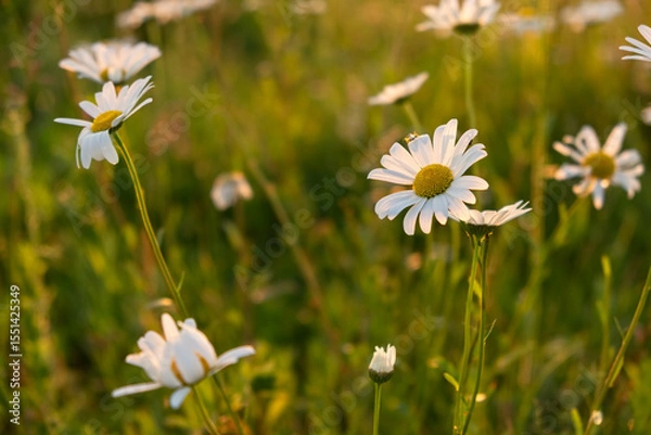Fototapeta Bright rays of the sun illuminate the field with daisies. Evening warm sunset light. Landscape of a spring field with flowers. Beautiful golden sunny background. Conceptual atmospheric summer mood