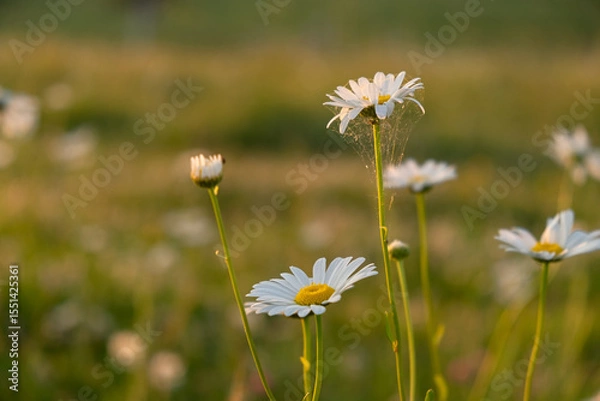Fototapeta Bright rays of the sun illuminate the field with daisies. Evening warm sunset light. Landscape of a spring field with flowers. Beautiful golden sunny background. Conceptual atmospheric summer mood